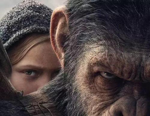 国产电影黑狗在线播放,国产悬疑电影，揭秘网络迷雾下的惊悚真相