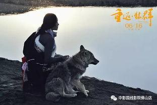 国产电影狼群解说视频在线观看,国产动作巨制，热血激战背后的狼性精神