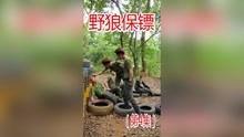 国产野狼视频在线,探索中国本土原创影视的魅力